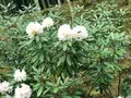 天龍寺 曹源池の写真_425834