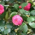 天龍寺 曹源池の写真_425840