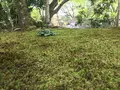 宝厳院の写真_425845