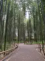 嵯峨野 竹林の道の写真_425849