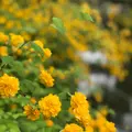 松尾大社の写真_425866