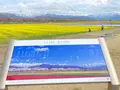 あさひ舟川「春の四重奏」の写真_425950