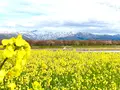 あさひ舟川「春の四重奏」の写真_425951