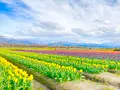 あさひ舟川「春の四重奏」の写真_425959