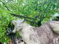 法輪寺の写真_426178