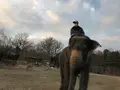 那須サファリパークの写真_426620