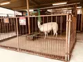 那須サファリパークの写真_426622