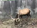 那須サファリパークの写真_426624