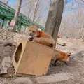 宮城蔵王キツネ村の写真_427056