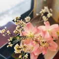 発酵カフェ小春日和の写真_427213