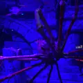 沼津港深海水族館の写真_427663
