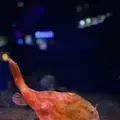 沼津港深海水族館の写真_427664