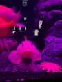 沼津港深海水族館の写真_427665