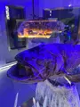 沼津港深海水族館の写真_427668