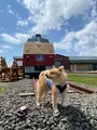 道の駅 あびらD51ステーションの写真_428534