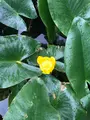 メタセコイアの森（水元公園）の写真_428925