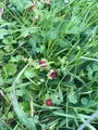 メタセコイアの森（水元公園）の写真_428926
