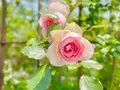 ミモザ村の写真_429085