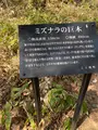 タウシュベツ橋梁展望台の写真_429314