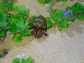 西表島 ADVENTURE PiPiの写真_429418