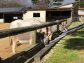 那須高原南ヶ丘牧場の写真_429601