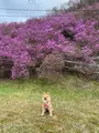 おんねゆ温泉つつじ公園の写真_429761