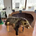 知床自然センターの写真_429817