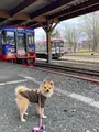 ふるさと銀河線りくべつ鉄道の写真_429856