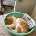 糸満漁業協同組合 お魚センターの写真_430838