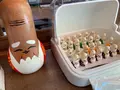 赤山禅院の写真_431271