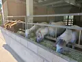 野間馬ハイランドまきば館の写真_431396