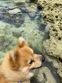 備瀬のフクギ並木の写真_431502