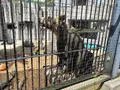 旭川市 旭山動物園の写真_431606