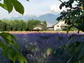 ファーム富田の写真_431613