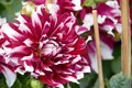 RK GARDEN POINT MAKERSの写真_432911