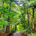 雲場池の写真_432936