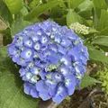 服部農園あじさい屋敷の写真_433021
