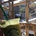 スターバックス コーヒー 京都二寧坂ヤサカ茶屋店の写真_433097