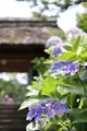 東慶寺の写真_433589