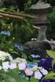長谷寺の写真_433594