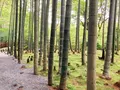 圓光寺の写真_433659