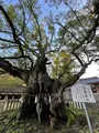 大山祇神社の写真_434308