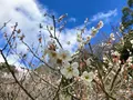 龍野城の写真_435019