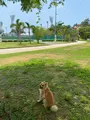 沖縄セルラースタジアム那覇の写真_435223