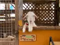 トムミルクファームの写真_436894