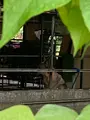 シオン警察犬訓練所の写真_436946