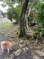 玉城城跡の写真_436959