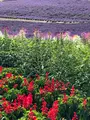 なかふらのフラワーパークの写真_436996