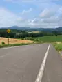 セブンスターの木の写真_437006