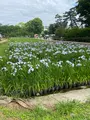 小田原城址公園の写真_437202